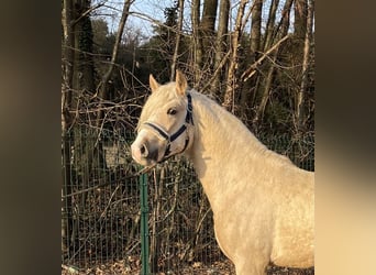 Palomino, Ogier, 3 lat, 140 cm, Izabelowata