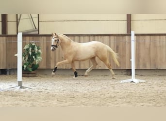 Palomino, Ogier, 3 lat, 146 cm, Izabelowata