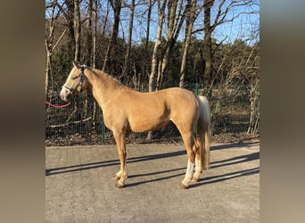 Palomino, Ogier, 4 lat, 147 cm, Izabelowata