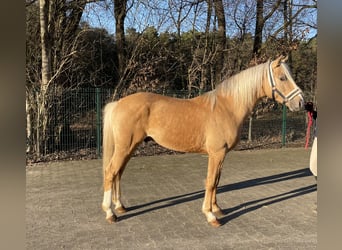 Palomino, Ogier, 4 lat, 147 cm, Izabelowata