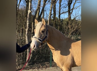 Palomino, Ogier, 4 lat, 147 cm, Izabelowata