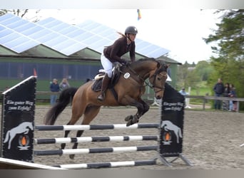 Palomino, Ogier, 5 lat, 160 cm, Formy Brown Falb