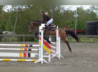 Palomino, Ogier, 5 lat, 161 cm, Formy Brown Falb