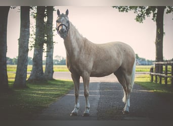 Palomino, Ogier, 7 lat, 139 cm, Izabelowata