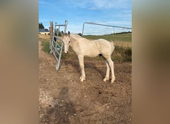 Palomino Mix, Ogier, Źrebak (04/2026), 160 cm