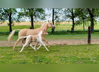 Palomino Mix, Ogier, , 167 cm, Tobiano wszelkich maści