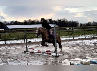 Palomino, Ruin, 13 Jaar, 133 cm, Palomino