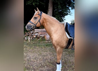 Palomino, Ruin, 13 Jaar, 153 cm, Palomino