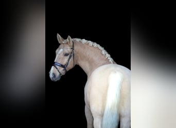 Palomino, Ruin, 14 Jaar, 160 cm, Palomino