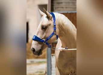 Palomino, Ruin, 3 Jaar, 168 cm, Palomino