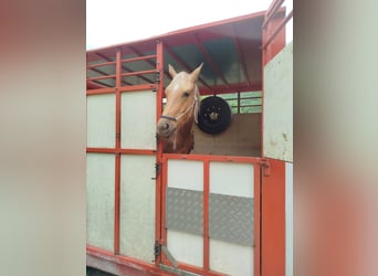 Palomino, Ruin, 3 Jaar, Palomino
