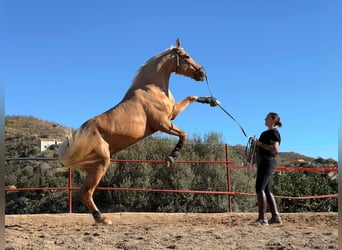 Palomino Mix, Ruin, 5 Jaar, 168 cm, Palomino