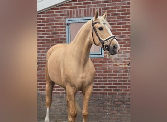 Palomino, Ruin, 5 Jaar, 171 cm, Palomino