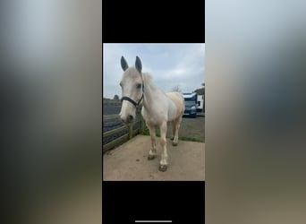 Palomino, Ruin, 6 Jaar, 152 cm, Wit