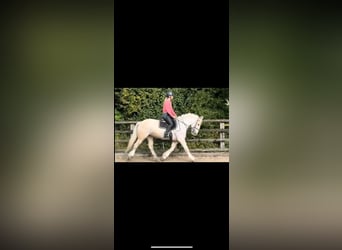 Palomino, Ruin, 6 Jaar, 152 cm, Wit