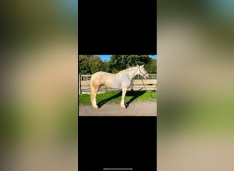 Palomino, Ruin, 6 Jaar, 152 cm, Wit