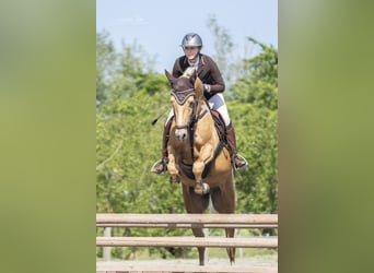 Palomino, Ruin, 7 Jaar, 162 cm, Palomino