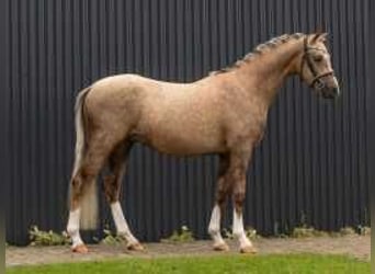 Palomino, Semental, 2 años, 132 cm, Palomino