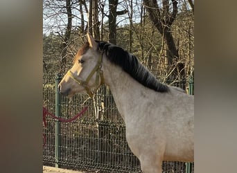 Palomino, Semental, 2 años, 143 cm