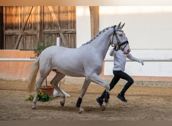 Palomino, Semental, 3 años, 167 cm, Cremello