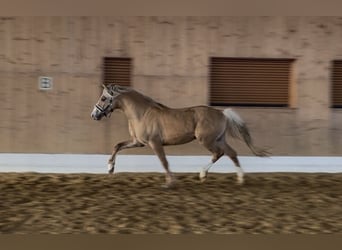 Palomino, Semental, 4 años, 147 cm, Palomino