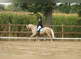 Palomino, Semental, 7 años, 139 cm, Palomino