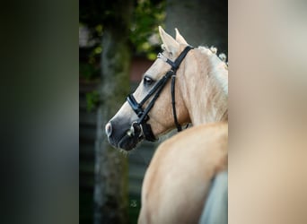 Palomino, Semental, 7 años, 139 cm, Palomino