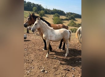 Palomino Mestizo, Semental, Potro (04/2026), 160 cm