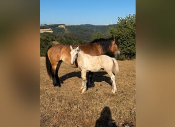 Palomino Mestizo, Semental, Potro (04/2026), 160 cm