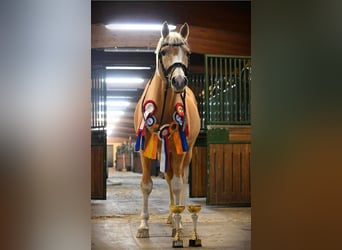 Palomino, Stallion, 12 years, 14.1 hh, Palomino