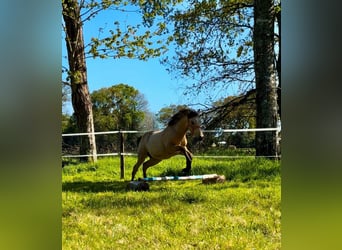 Palomino, Stallion, 1 year, 14.1 hh, Palomino