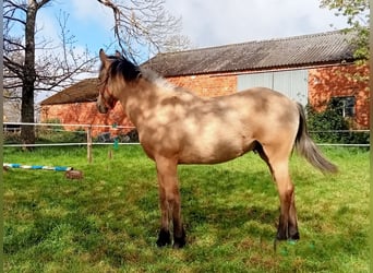 Palomino, Stallion, 1 year, 14.1 hh, Palomino