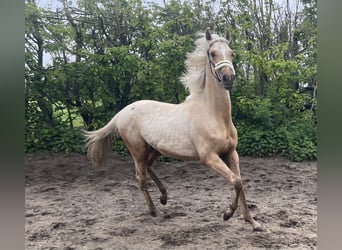 Palomino, Stallion, 1 year, 16.1 hh, Palomino