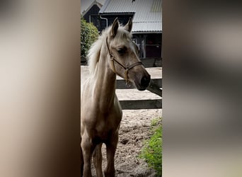 Palomino, Stallion, 1 year, 16.1 hh, Palomino