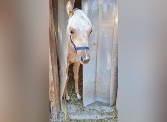 Palomino, Stallion, 1 year, Palomino