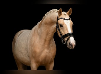 Palomino, Stallion, 3 years, 14.1 hh, Palomino