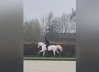 Palomino, Stallion, 4 years, 16 hh, Cremello