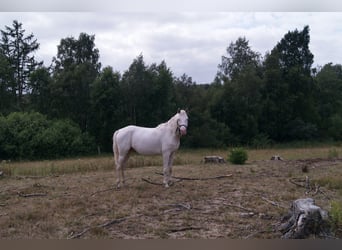 Palomino, Stallion, 4 years, 16 hh, Cremello