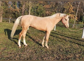 Palomino, Stallion, 6 years, 15.1 hh, Palomino