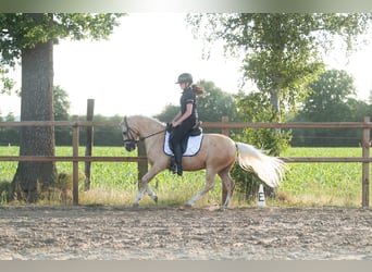 Palomino, Stallion, 7 years, 13,2 hh, Palomino