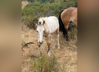 Palomino Mix, Stallion, Foal (04/2026), 15.2 hh