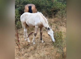Palomino Mix, Stallion, Foal (04/2026), 15.2 hh