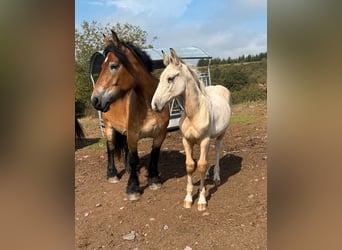 Palomino Mix, Stallion, Foal (04/2026), 15.2 hh