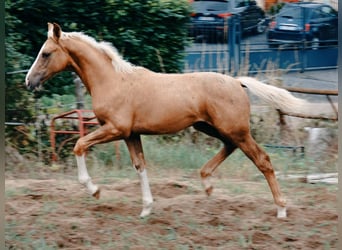 Palomino, Stallion, Foal (02/2023), 16 hh, Palomino