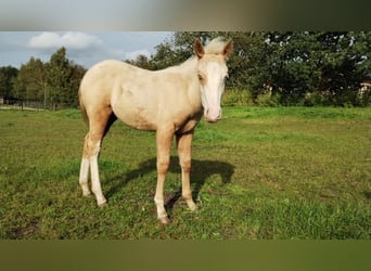 Palomino, Stallion, Foal (06/2023), Palomino