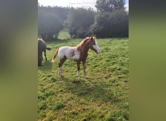 Palomino, Stallion, Foal (06/2023), Pinto