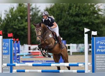 Palomino, Stallone, 5 Anni, 161 cm, Falbo baio