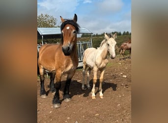 Palomino Mix, Stallone, Puledri (04/2026), 160 cm