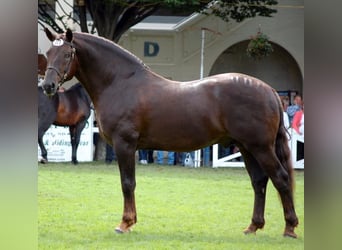 Palomino, Sto, 4 år, 168 cm, Pärla