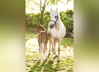 Palomino, Stute, 4 Jahre, 168 cm, Pearl